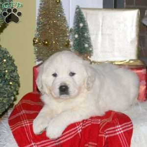 Frosty, English Cream Golden Retriever Puppy