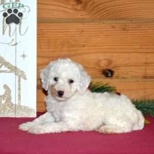 Frosty, Miniature Poodle Puppy