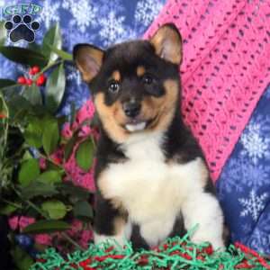 Frosty, Shiba Inu Mix Puppy