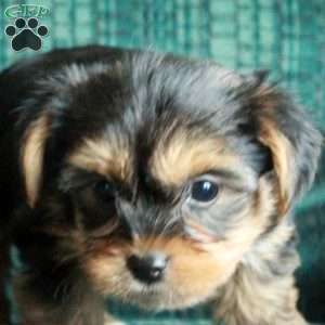 Frosty, Yorkie Puppy