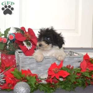 Frosty, Miniature Poodle Mix Puppy