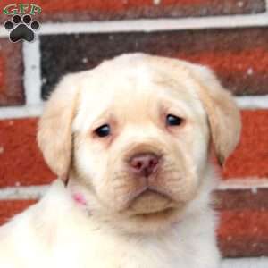 Frosty, Yellow Labrador Retriever Puppy