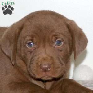 Frosty, Chocolate Labrador Retriever Puppy