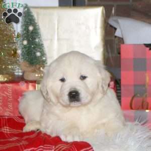 Frosty, English Cream Golden Retriever Puppy