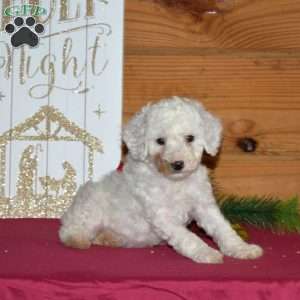 Frosty, Miniature Poodle Puppy