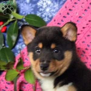 Frosty, Shiba Inu Mix Puppy