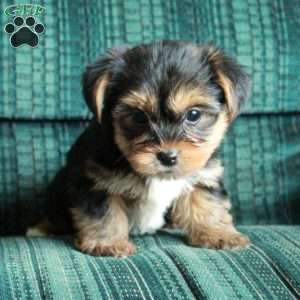 Frosty, Yorkie Puppy