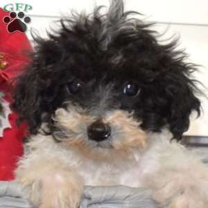 Frosty, Miniature Poodle Mix Puppy