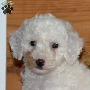 Frosty, Miniature Poodle Puppy