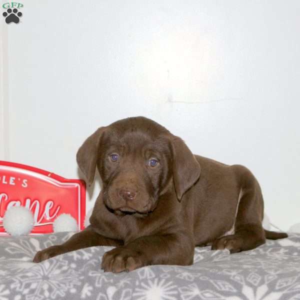 Fruitcake, Chocolate Labrador Retriever Puppy