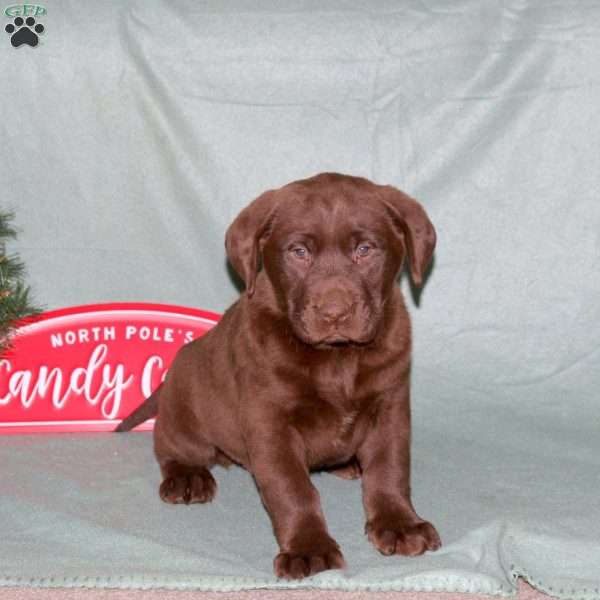 Fudge, Chocolate Labrador Retriever Puppy