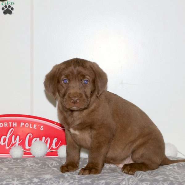 Fudge, Chocolate Labrador Retriever Puppy