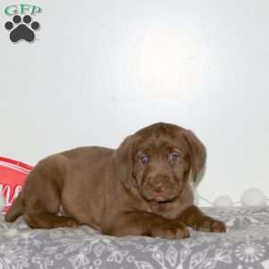 Fudge, Chocolate Labrador Retriever Puppy