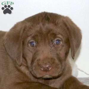 Fudge, Chocolate Labrador Retriever Puppy