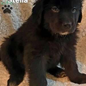 Stella, Golden Newfie Puppy