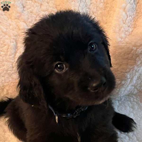 Bernard, Golden Newfie Puppy