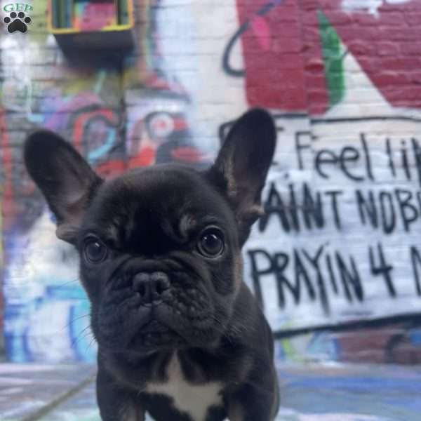 Jupiter, French Bulldog Puppy