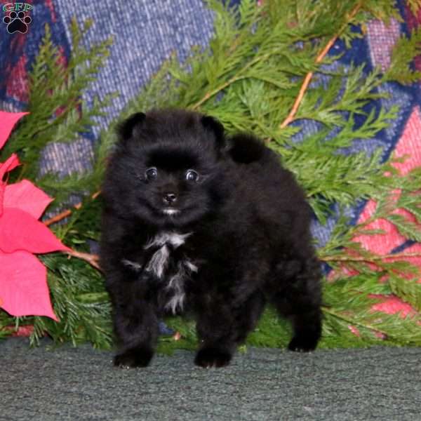 Fuzzy, Pomeranian Puppy