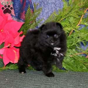 Fuzzy, Pomeranian Puppy