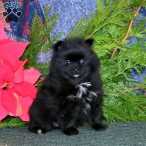 Fuzzy, Pomeranian Puppy