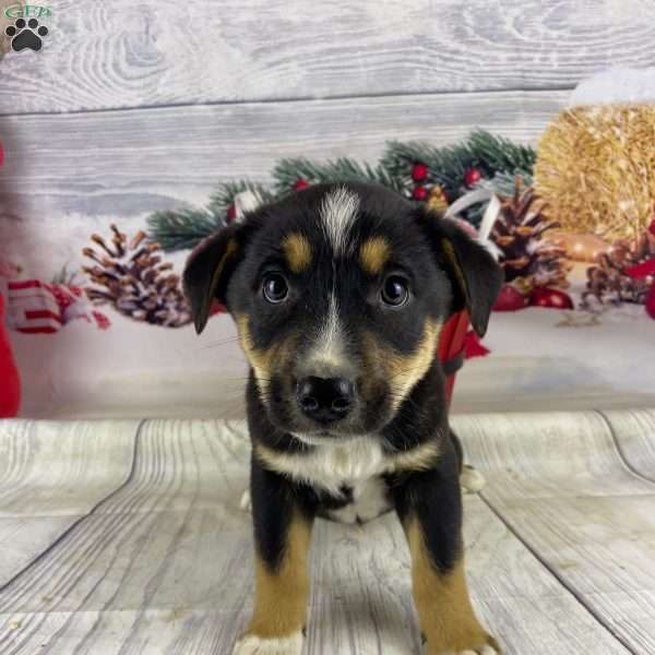 Jakobi, Australian Shepherd Puppy