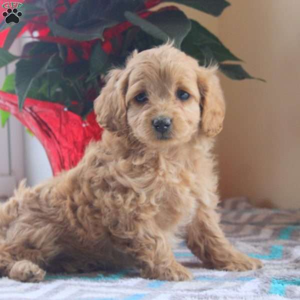 Gabby, Cockapoo Puppy