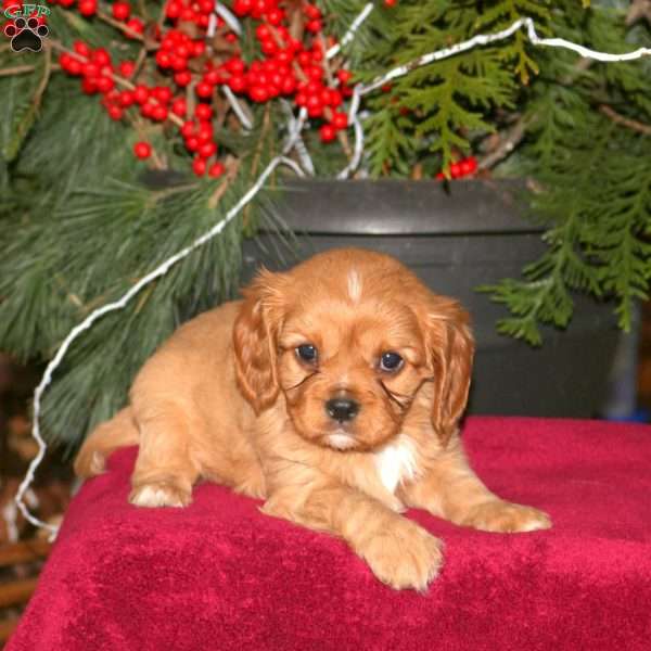 Gabe, Cavalier King Charles Spaniel Puppy