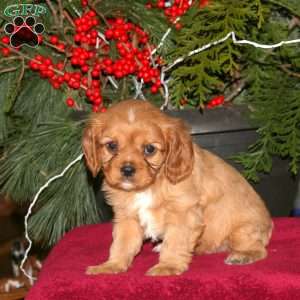 Gabe, Cavalier King Charles Spaniel Puppy