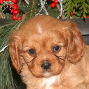 Gabe, Cavalier King Charles Spaniel Puppy