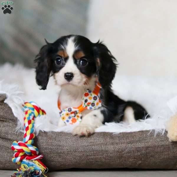 Gabriel, Cavalier King Charles Spaniel Puppy