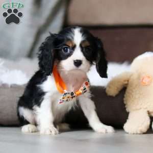 Gabriel, Cavalier King Charles Spaniel Puppy