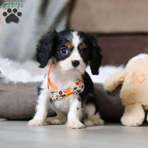 Gabriel, Cavalier King Charles Spaniel Puppy