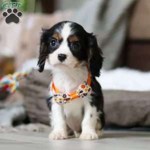 Gabriel, Cavalier King Charles Spaniel Puppy