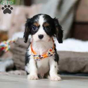 Gabriel, Cavalier King Charles Spaniel Puppy