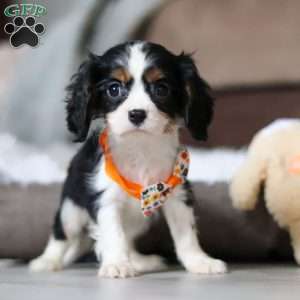 Gabriel, Cavalier King Charles Spaniel Puppy