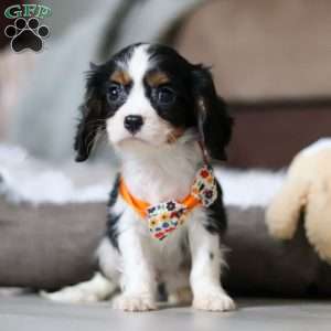 Gabriel, Cavalier King Charles Spaniel Puppy