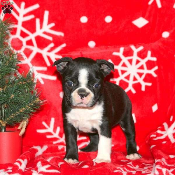 Gabriel, Boston Terrier Puppy