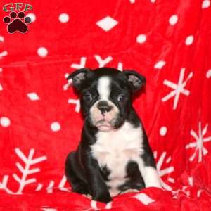 Gabriel, Boston Terrier Puppy