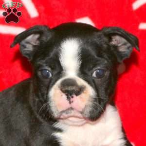 Gabriel, Boston Terrier Puppy