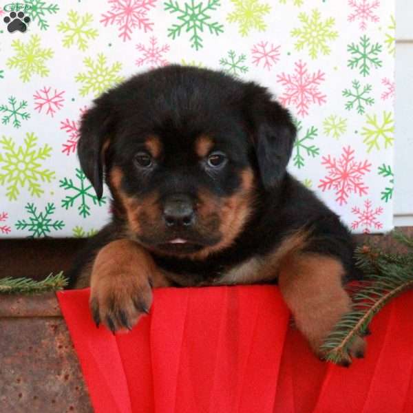 Gadget, Rottweiler Puppy