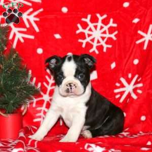 Garland, Boston Terrier Puppy