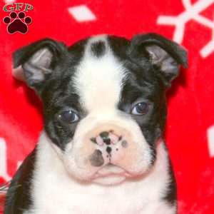 Garland, Boston Terrier Puppy