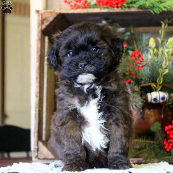 Gary, Shih-Poo Puppy