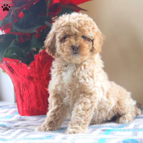 Gavin, Cockapoo Puppy