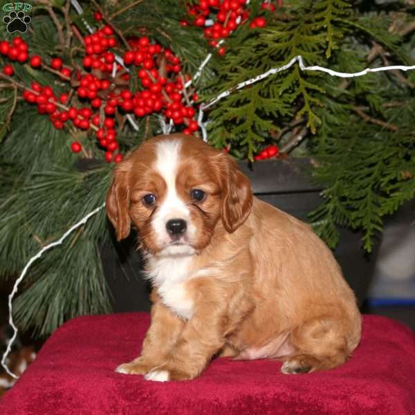 Gavin, Cavalier King Charles Spaniel Puppy