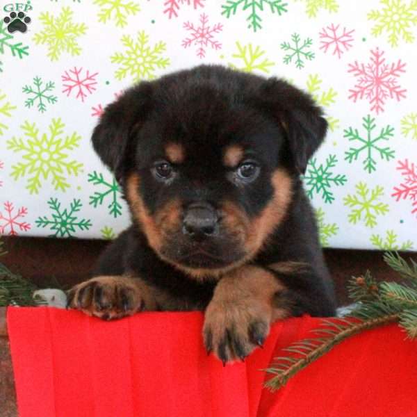 Gavin, Rottweiler Puppy