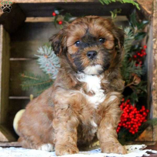 Gavin, Shih-Poo Puppy