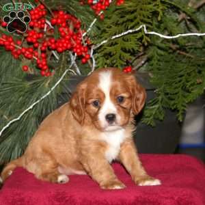 Gavin, Cavalier King Charles Spaniel Puppy