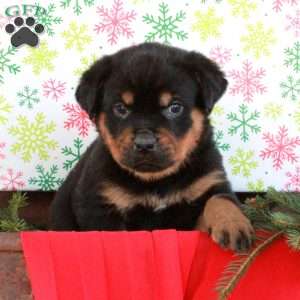 Gavin, Rottweiler Puppy