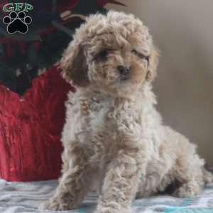 Gavin, Cockapoo Puppy